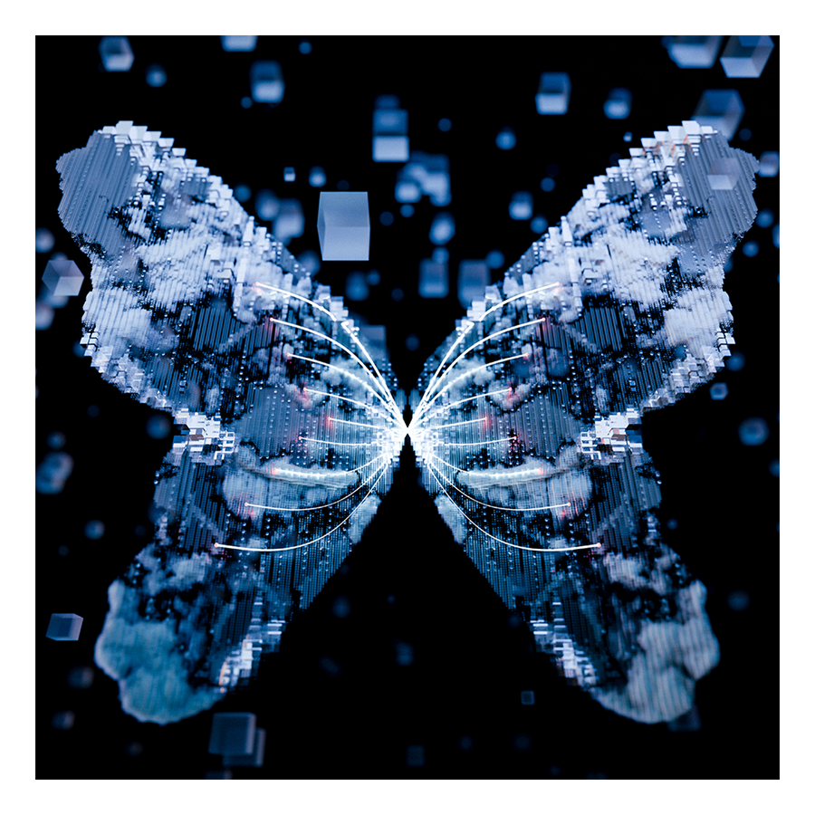 Beautiful butterflies